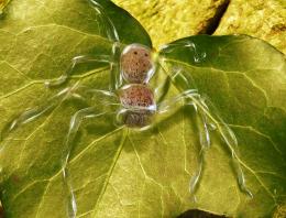 Glass Spider